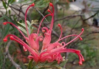 P1021255a.jpg